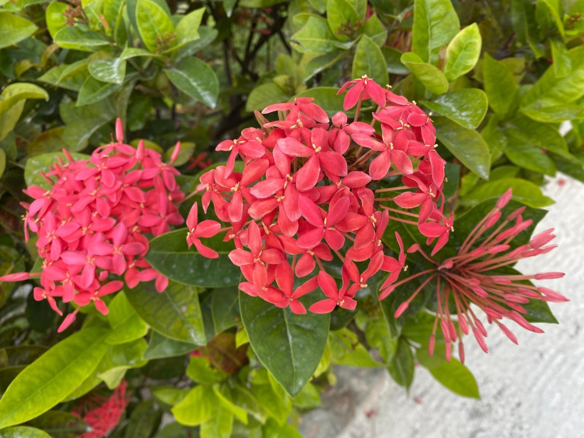 St. George'S Caye Resort Belize City Exteriör bild