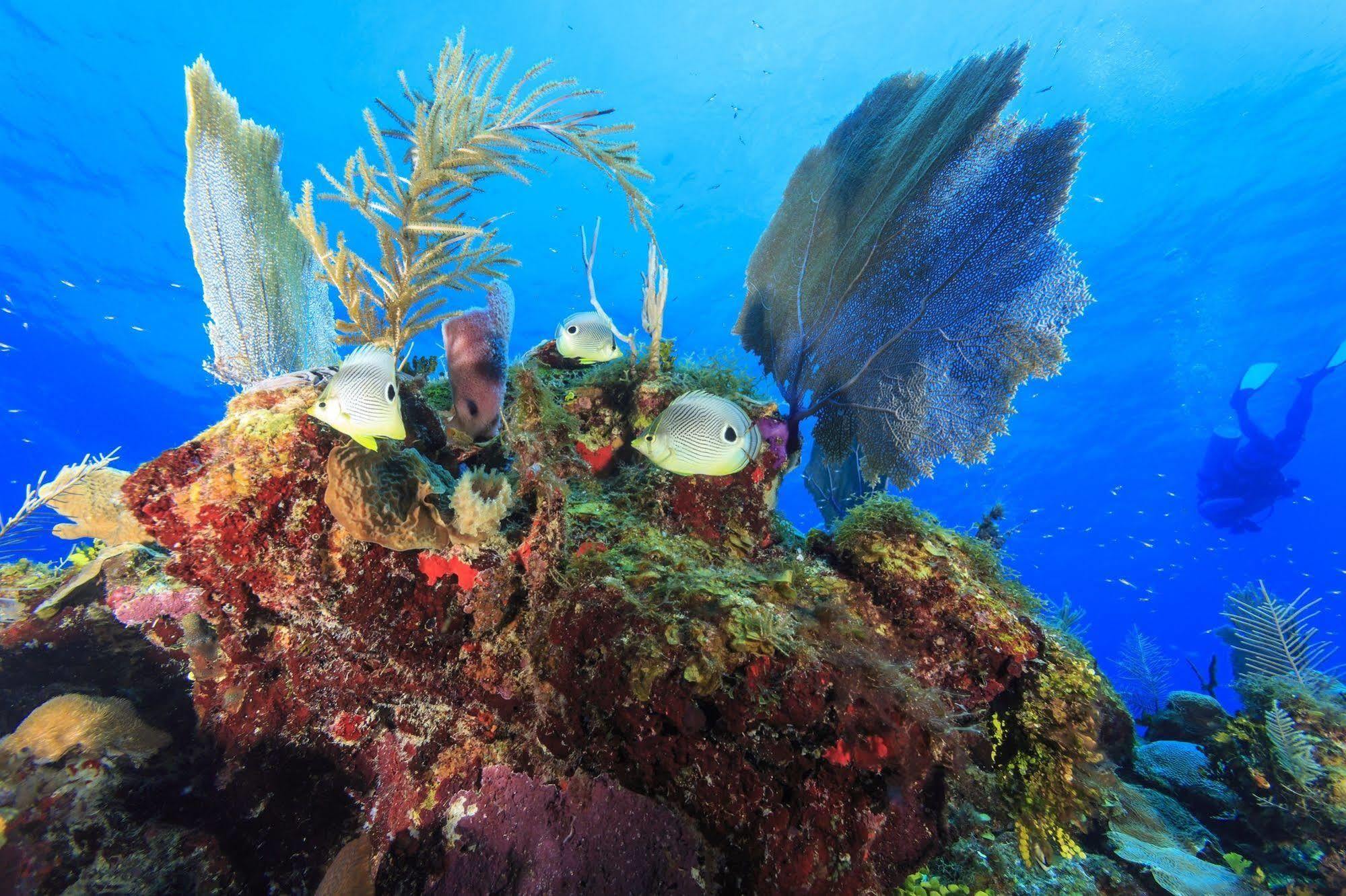 St. George'S Caye Resort Belize City Exteriör bild
